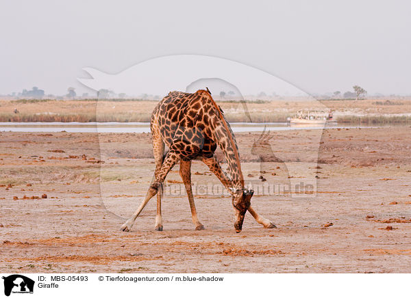 Giraffe / Giraffe / MBS-05493
