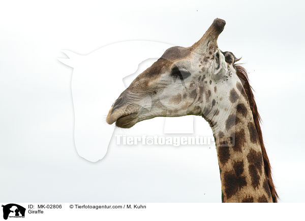 Giraffe / Giraffe / MK-02806