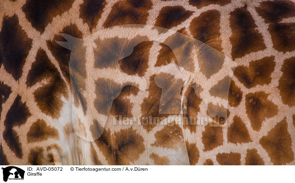 Giraffe / Giraffe / AVD-05072