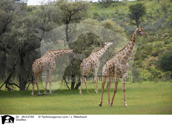 Giraffen / Giraffes / JR-03766