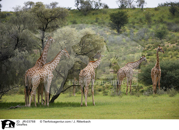Giraffen / Giraffes / JR-03768