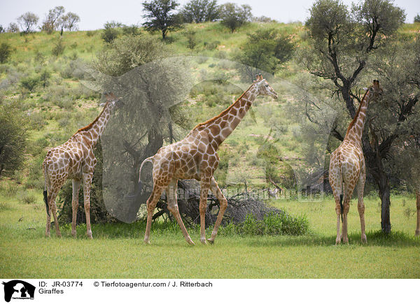 Giraffen / Giraffes / JR-03774