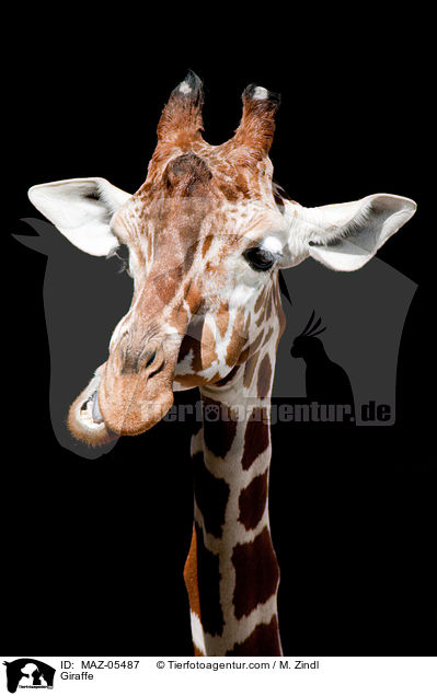 Giraffe / Giraffe / MAZ-05487