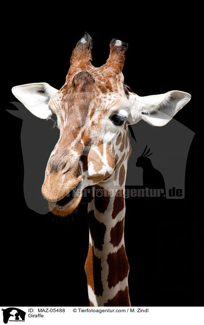 Giraffe / Giraffe / MAZ-05488
