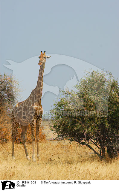 Giraffe / Giraffe / RS-01208