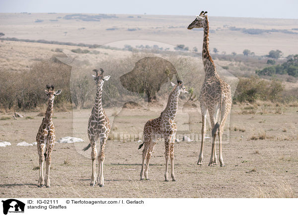 stehende Giraffen / standing Giraffes / IG-02111