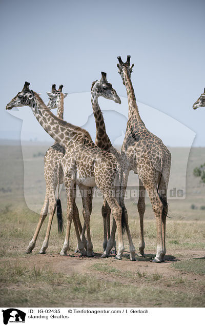 stehende Giraffen / standing Giraffes / IG-02435