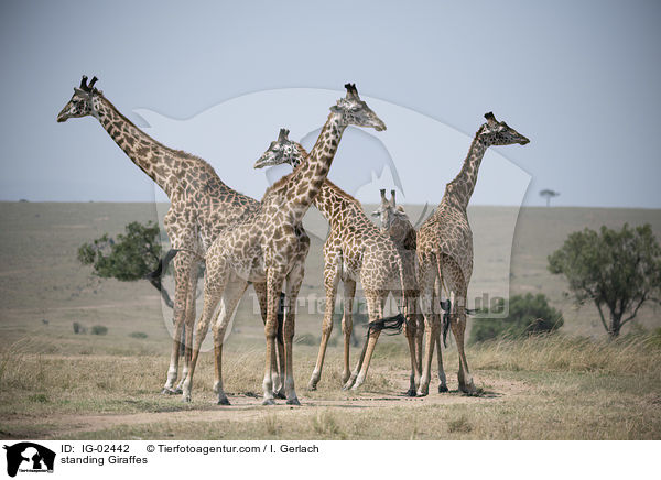 stehende Giraffen / standing Giraffes / IG-02442