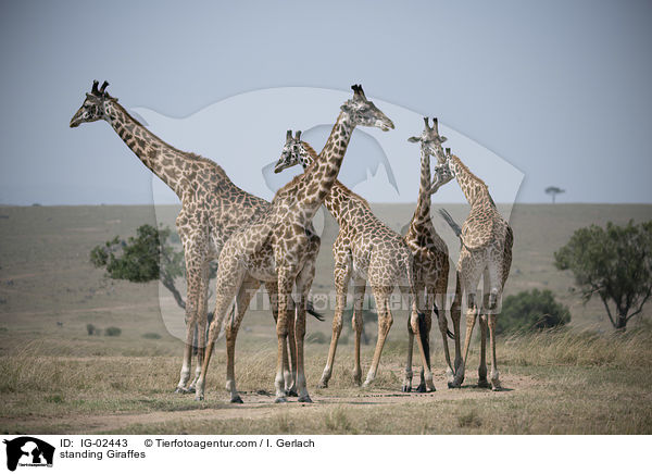 stehende Giraffen / standing Giraffes / IG-02443