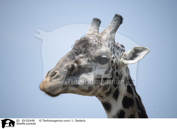 Giraffe Portrait / Giraffe portrait / IG-02448