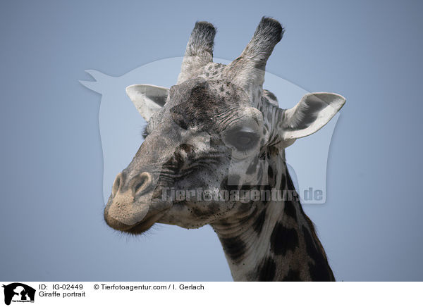 Giraffe Portrait / Giraffe portrait / IG-02449