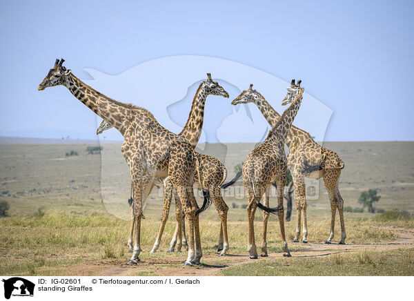 standing Giraffes / IG-02601