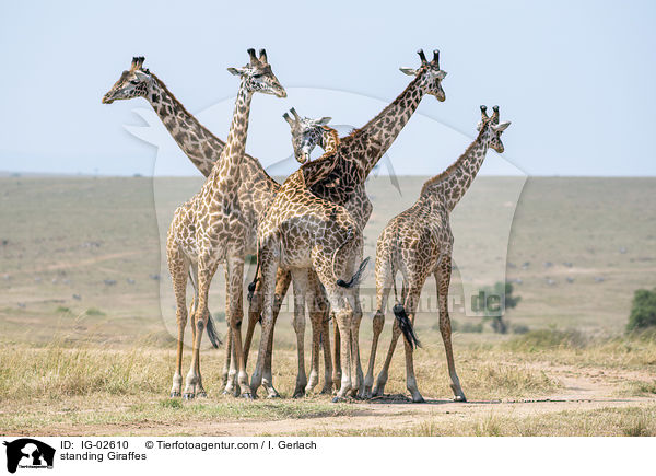 standing Giraffes / IG-02610