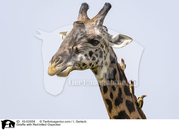 Giraffe mit Rotschnabel-Madenhacker / Giraffe with Red-billed Oxpecker / IG-02958
