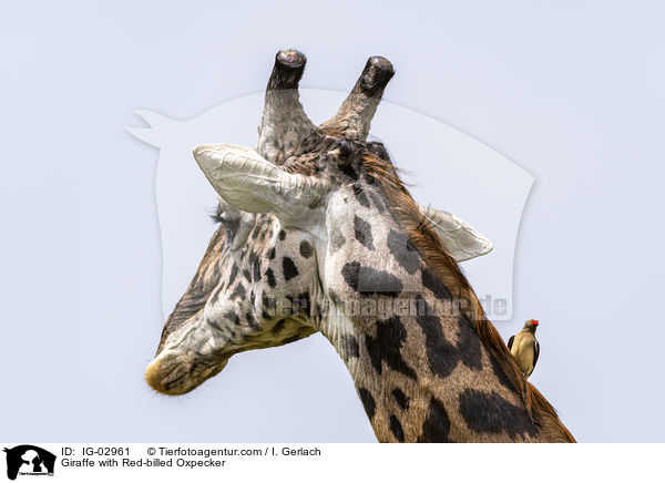 Giraffe mit Rotschnabel-Madenhacker / Giraffe with Red-billed Oxpecker / IG-02961