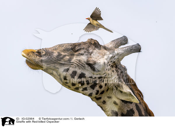 Giraffe mit Rotschnabel-Madenhacker / Giraffe with Red-billed Oxpecker / IG-02964