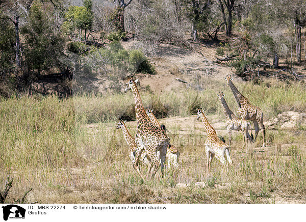 Giraffen / Giraffes / MBS-22274
