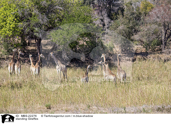 stehende Giraffen / standing Giraffes / MBS-22276