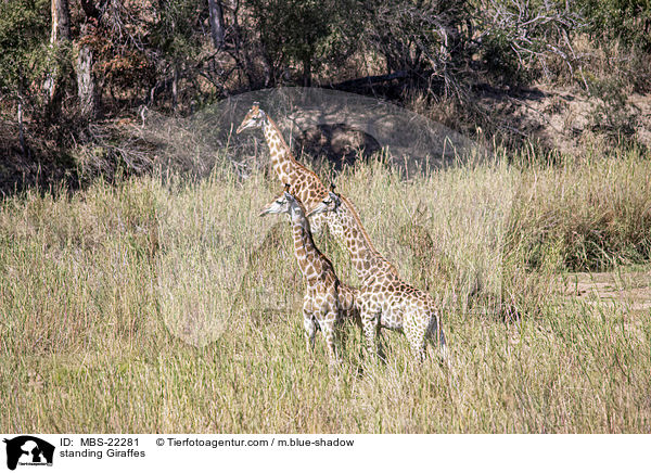 stehende Giraffen / standing Giraffes / MBS-22281