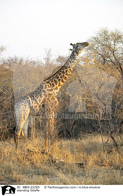stehende Giraffe / standing Giraffe / MBS-22285