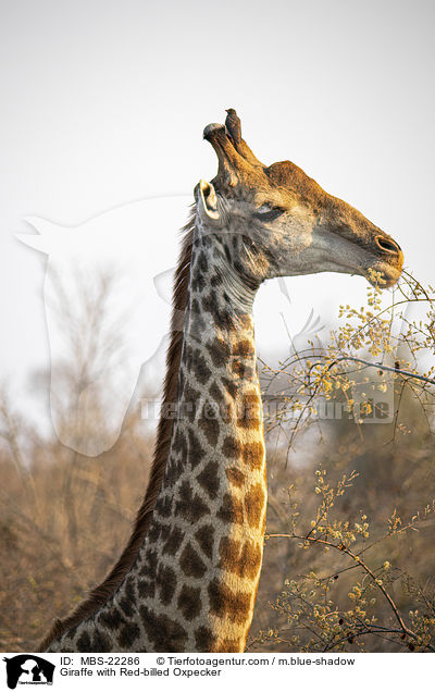 Giraffe with Red-billed Oxpecker / MBS-22286