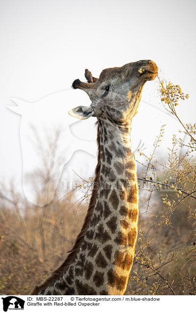 Giraffe with Red-billed Oxpecker / MBS-22287