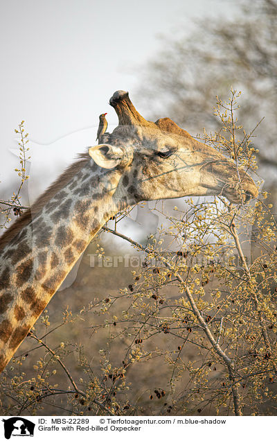 Giraffe with Red-billed Oxpecker / MBS-22289