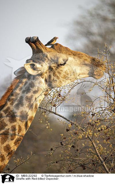 Giraffe with Red-billed Oxpecker / MBS-22292