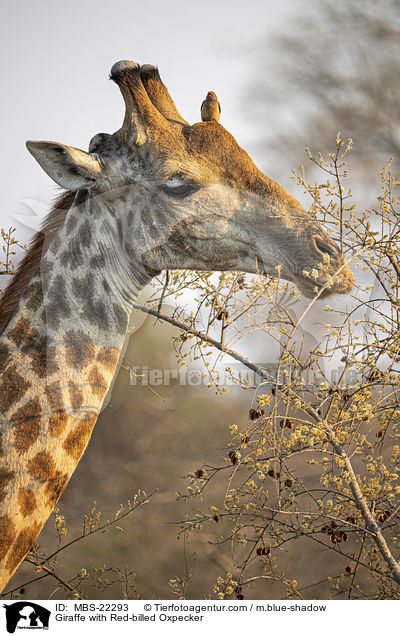 Giraffe mit Rotschnabel-Madenhacker / Giraffe with Red-billed Oxpecker / MBS-22293