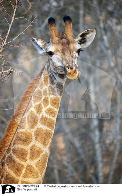 Giraffe portrait / MBS-22294