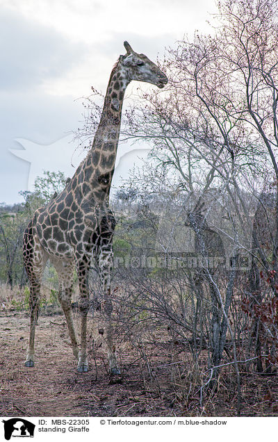 standing Giraffe / MBS-22305