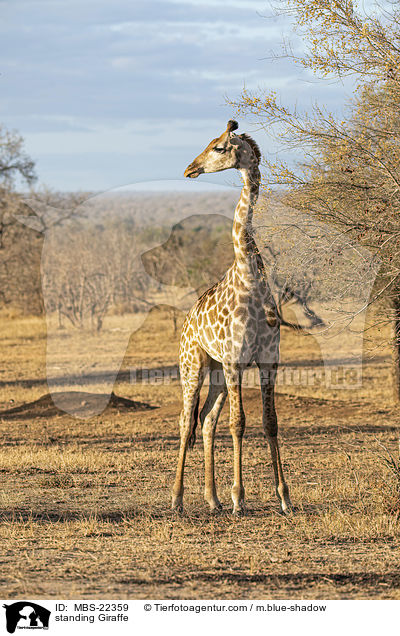 standing Giraffe / MBS-22359