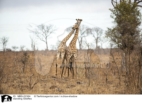 stehende Giraffen / standing Giraffes / MBS-22364