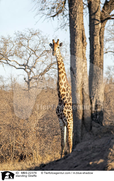 standing Giraffe / MBS-22376