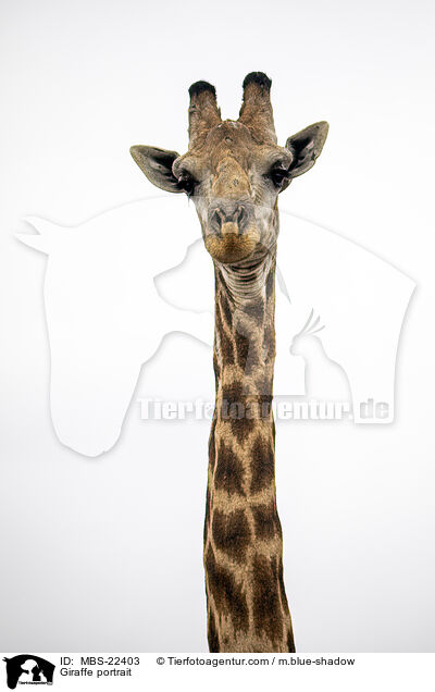 Giraffe Portrait / Giraffe portrait / MBS-22403