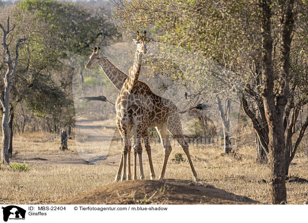 Giraffen / Giraffes / MBS-22404