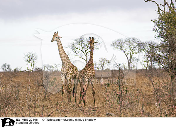 stehende Giraffen / standing Giraffes / MBS-22408