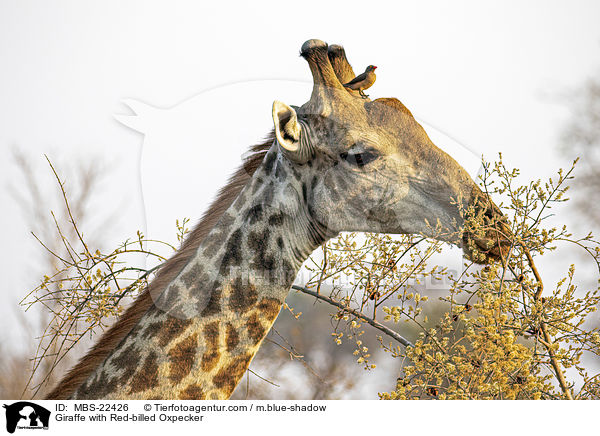 Giraffe with Red-billed Oxpecker / MBS-22426