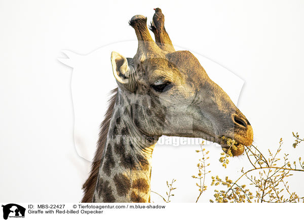 Giraffe with Red-billed Oxpecker / MBS-22427