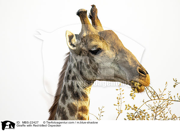 Giraffe mit Rotschnabel-Madenhacker / Giraffe with Red-billed Oxpecker / MBS-22427