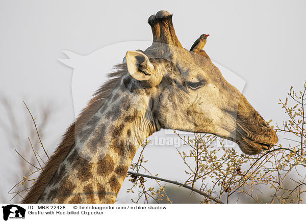 Giraffe with Red-billed Oxpecker / MBS-22428