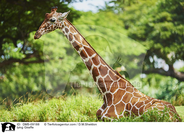 liegende Giraffe / lying Giraffe / DMS-09188