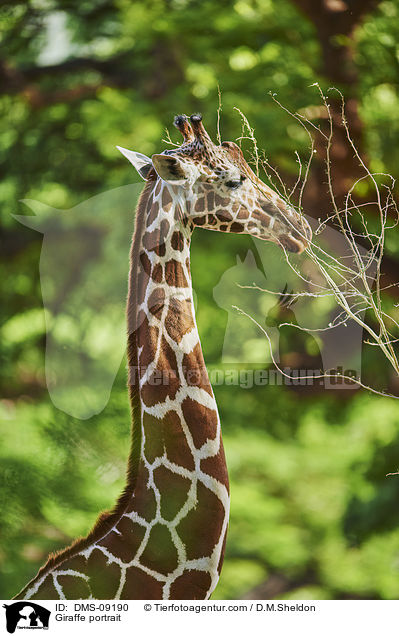 Giraffe portrait / DMS-09190