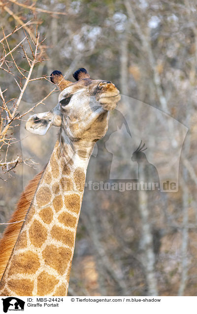 Sd-Giraffe Portrait / Giraffe Portait / MBS-24424