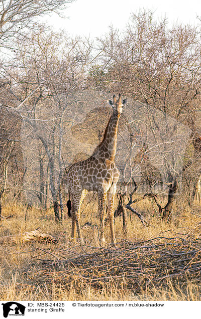 stehende Sd-Giraffe / standing Giraffe / MBS-24425