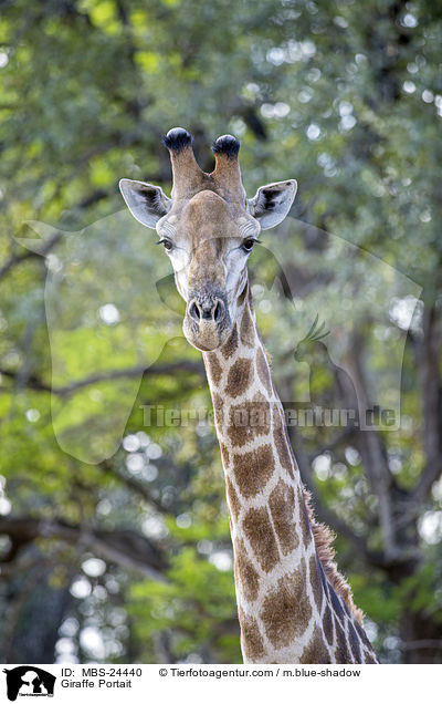 Giraffe Portait / MBS-24440