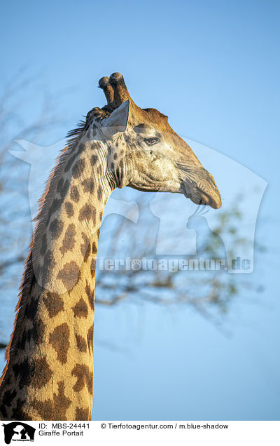 Giraffe Portait / MBS-24441