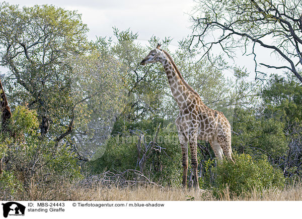 standing Giraffe / MBS-24443