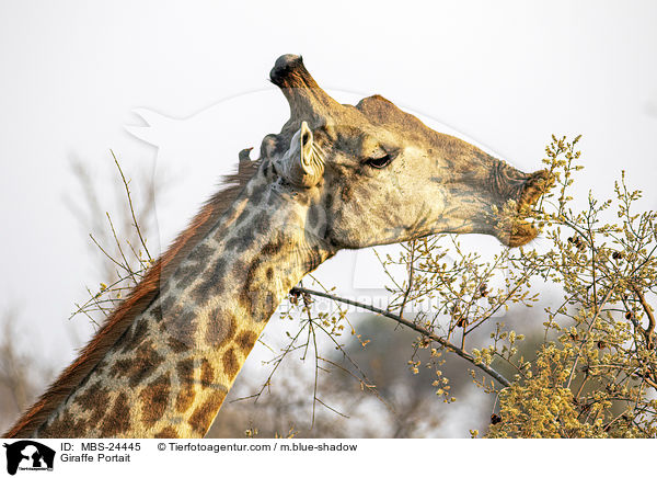 Sd-Giraffe Portrait / Giraffe Portait / MBS-24445