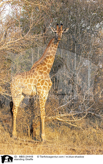 standing Giraffe / MBS-24448